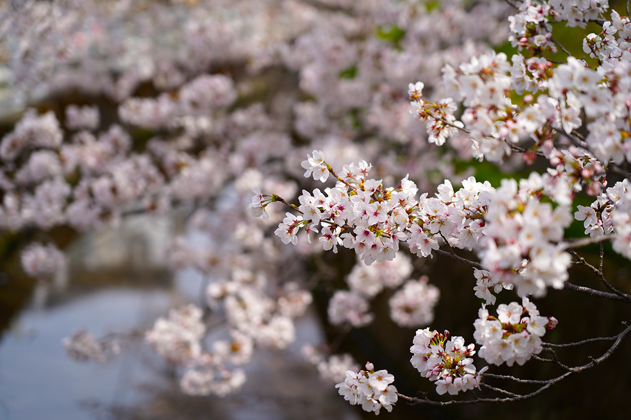 4月の営業日程ご案内